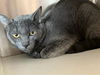 adoptable Cat in Orange, CA named KYLE