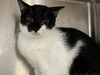 adoptable Cat in orange, CA named SWEETTARTS