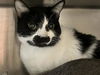 adoptable Cat in orange, CA named SNICKERS