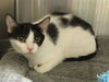 adoptable Cat in Orange, CA named MARMALADE