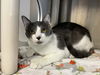 adoptable Cat in Orange, CA named HALDIR
