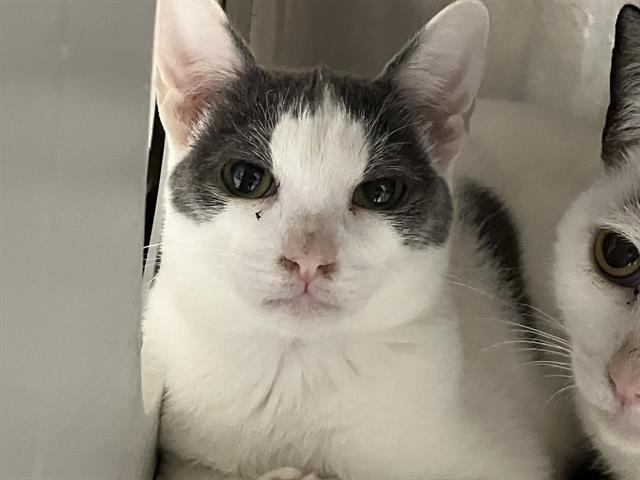 adoptable Cat in Orange, CA named RAIDEN