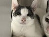 adoptable Cat in orange, CA named RAIDEN