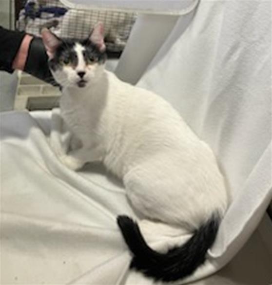 adoptable Cat in Orange, CA named SILLY PAWS