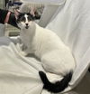 adoptable Cat in Orange, CA named SILLY PAWS