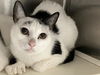 adoptable Cat in orange, CA named ROGER