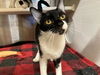 adoptable Cat in Orange, CA named IRIS