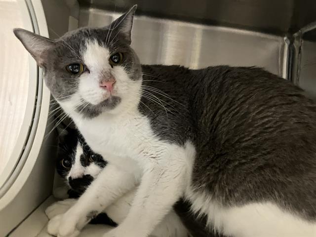 adoptable Cat in Orange, CA named WHATCHAMACALLIT