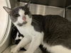 adoptable Cat in orange, CA named WHATCHAMACALLIT
