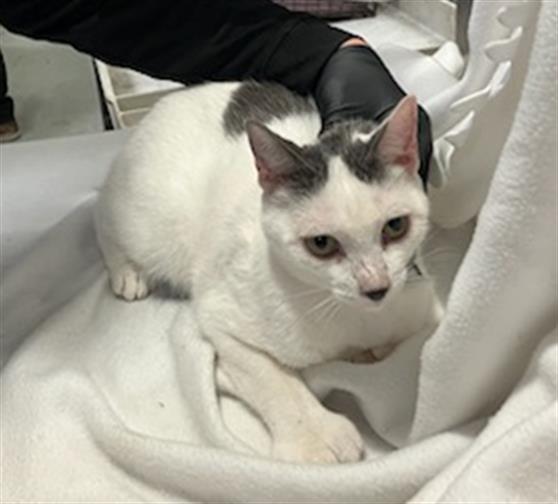 adoptable Cat in Orange, CA named ZEKE