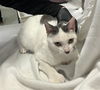 adoptable Cat in orange, CA named ZEKE