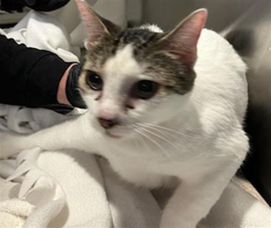 adoptable Cat in Orange, CA named SQUEAKY