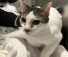 adoptable Cat in orange, CA named SQUEAKY