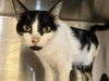 adoptable Cat in orange, CA named BEGONIA