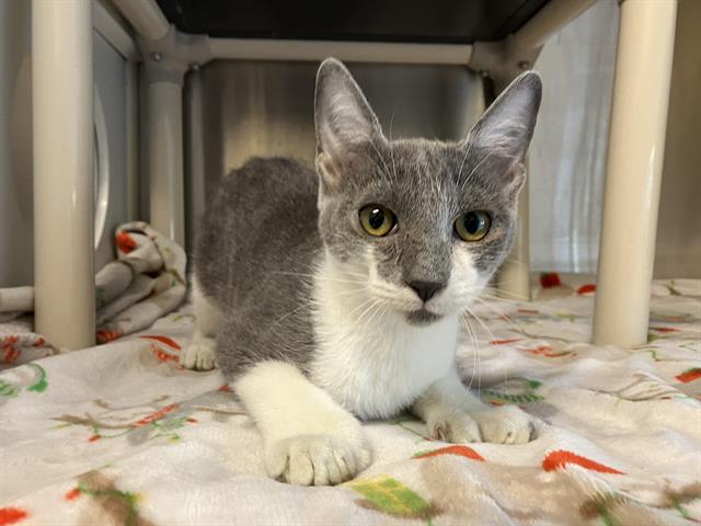 adoptable Cat in Orange, CA named HARWOOD