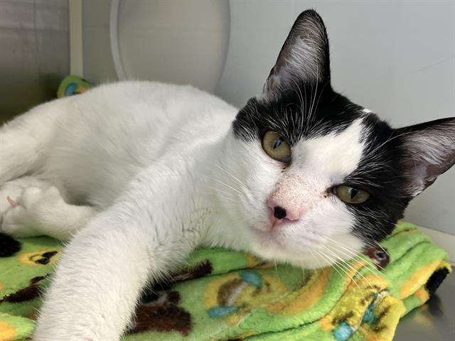 adoptable Cat in Orange, CA named KRACKEL