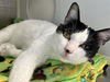 adoptable Cat in Orange, CA named KRACKEL