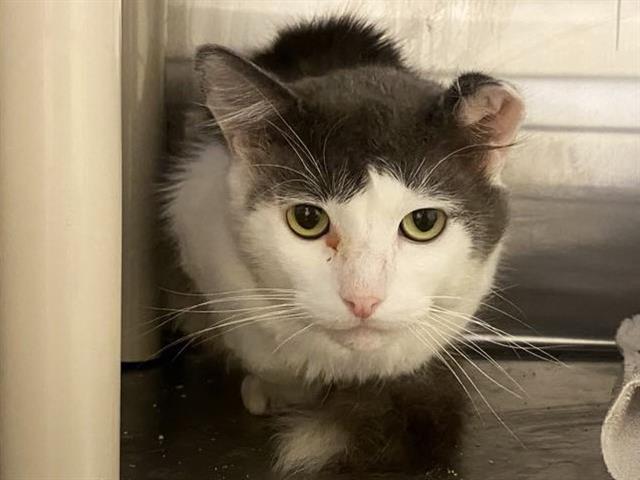 adoptable Cat in Orange, CA named MARKY