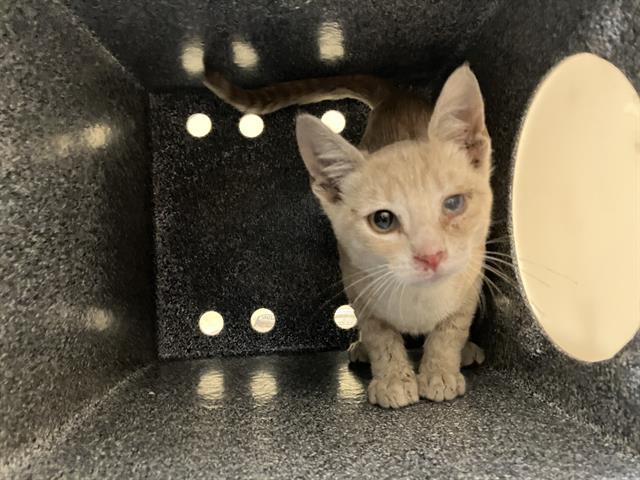 adoptable Cat in Orange, CA named LAUNCHPAD