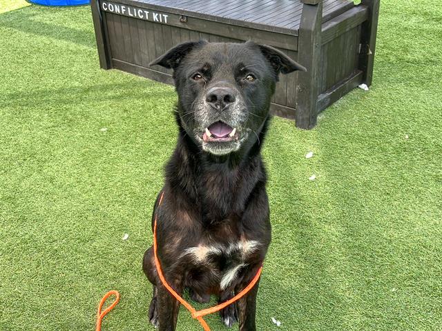 adoptable Dog in Orange, CA named DONNIE