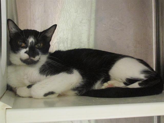 adoptable Cat in Orange, CA named LOLA