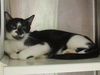 adoptable Cat in Orange, CA named LOLA