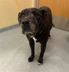adoptable Dog in Orange, CA named KIM