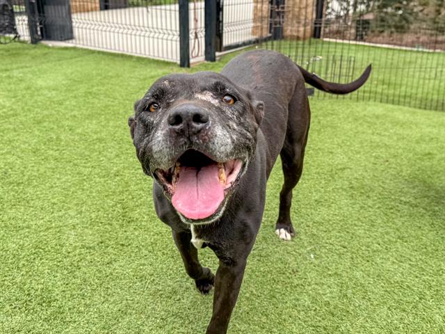 adoptable Dog in Orange, CA named KIM