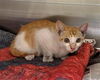 adoptable Cat in Orange, CA named KICKFLIP