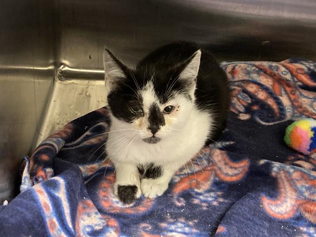 adoptable Cat in Orange, CA named BAM BAM