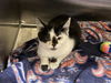 adoptable Cat in Orange, CA named BAM BAM