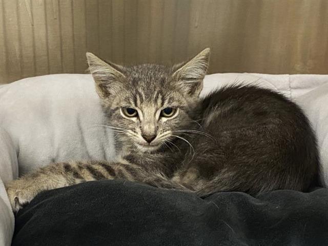 adoptable Cat in Orange, CA named SWEETUMS