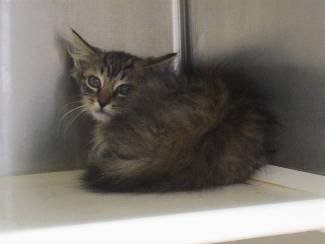adoptable Cat in Orange, CA named LEO