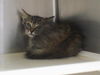 adoptable Cat in Orange, CA named LEO
