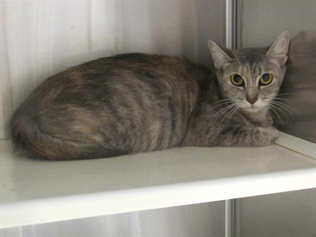 adoptable Cat in Orange, CA named MAYA