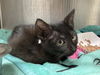 adoptable Cat in orange, CA named SIR ISAAC