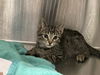 adoptable Cat in Orange, CA named LIL POP