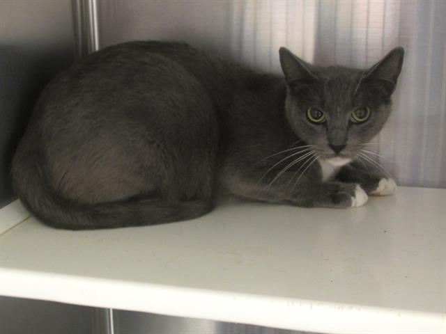 adoptable Cat in Orange, CA named RAINBOW