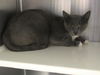 adoptable Cat in Orange, CA named RAINBOW