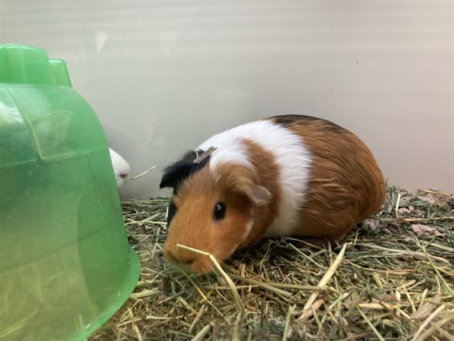adoptable Guinea Pig in Orange, CA named MIMI