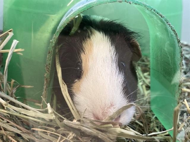 adoptable Guinea Pig in Orange, CA named ARIEL