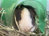 adoptable Guinea Pig in Orange, CA named ARIEL