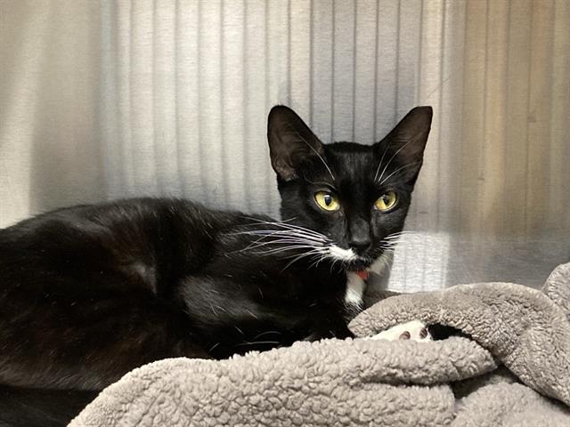 adoptable Cat in Orange, CA named DANDELION