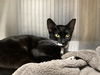 adoptable Cat in orange, CA named DANDELION