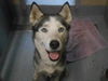 adoptable Dog in  named WINTER