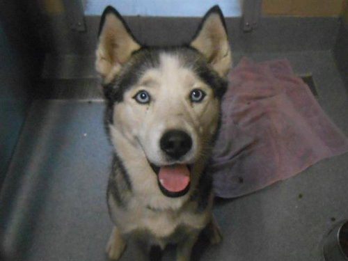 picture of the dog needing adoption