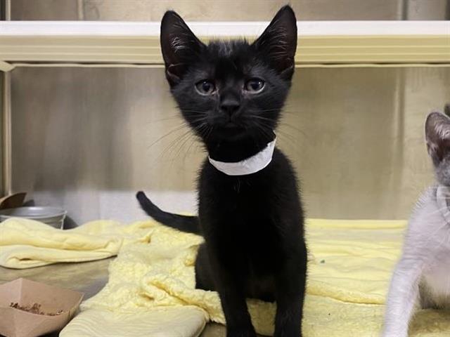 adoptable Cat in Orange, CA named STEVEN