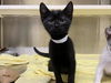 adoptable Cat in orange, CA named STEVEN