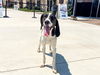 adoptable Dog in orange, CA named ALICE