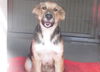 adoptable Dog in Orange, CA named BONBON